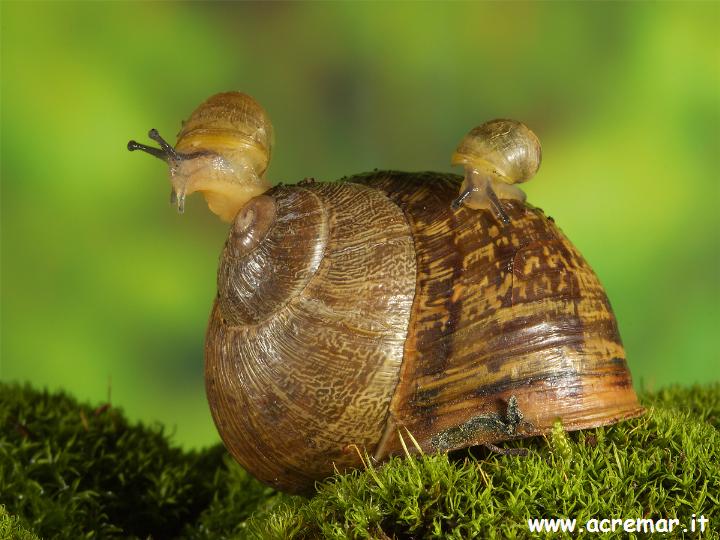 Chiocciola da identificare